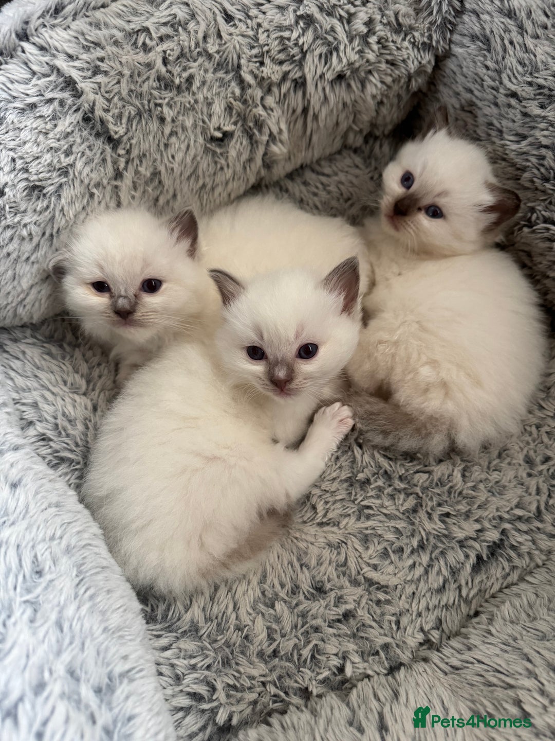 Ragdoll cats for sale: Absolutely Stunning litter of pure Ragdoll kittens - Advert 14