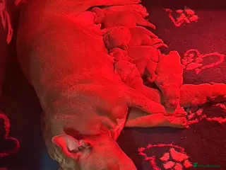 American Bully dogs Stunning pocket bullies pups - Advert 1