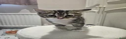 Domestic Shorthair cats for sale: Adorable kittens -Hayling island  - Advert 8