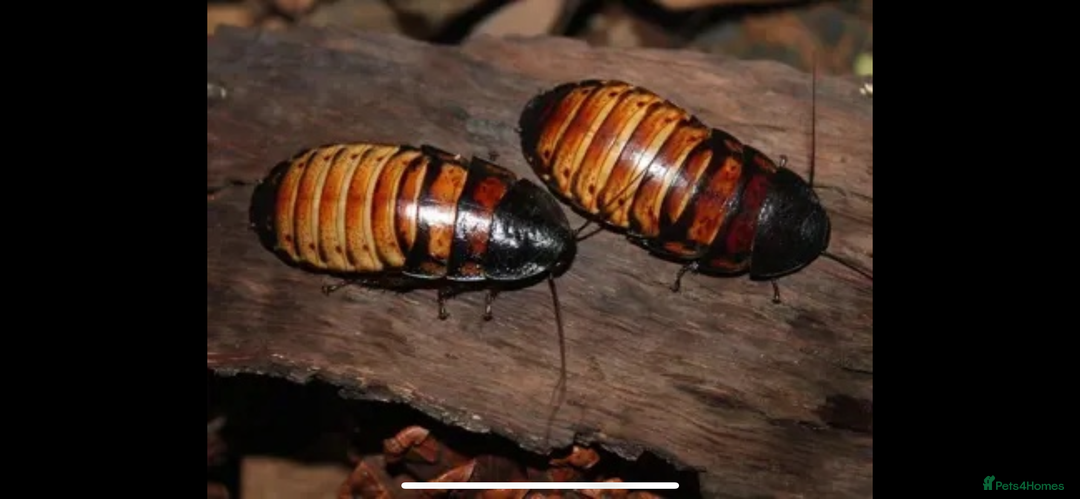 Cockroaches invertebrates for sale: Colony of Madagascan hissing cockroaches - Image 4