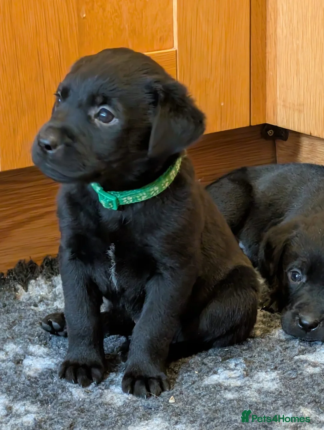Mixed Breed dogs for sale: Labrador x Rottweiler (Rottador) - Advert 12