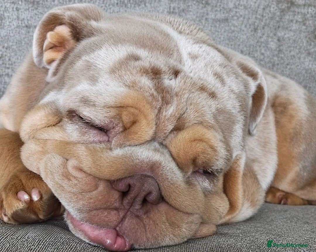 English Bulldog dogs for sale: 2 year old Female - Advert 1