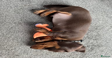 Miniature Dachshund dogs - Advert 11