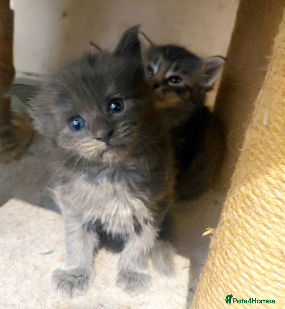 Maine Coon cats for sale: Maine Coon kittens  - Advert 26