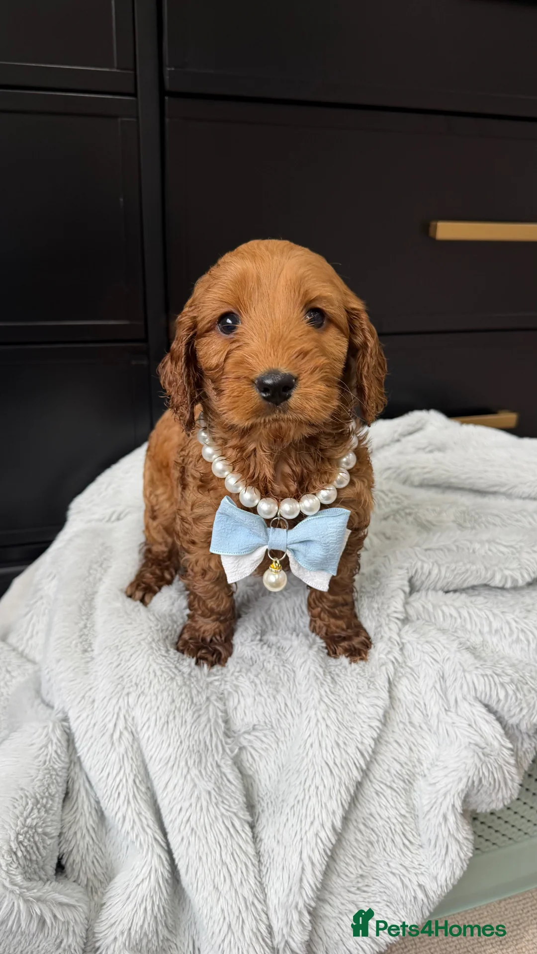 Cavapoo dogs for sale: Beautiful f1 cavapoos in Sandy - Advert 2