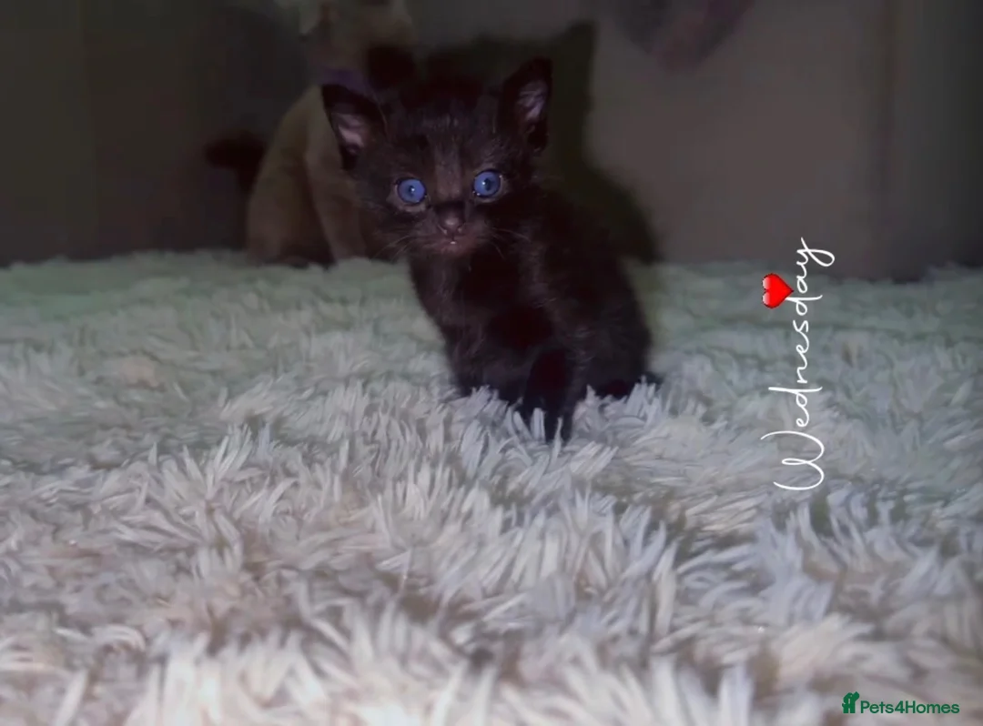 Ragdoll cats for sale: Black ragdoll  - Advert 3