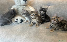 Bengal cats for sale: Stunning Bengal Kittens - TICA Registered - Image 10