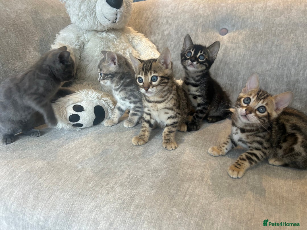Bengal cats for sale: Stunning Bengal Kittens - TICA Registered - Image 10
