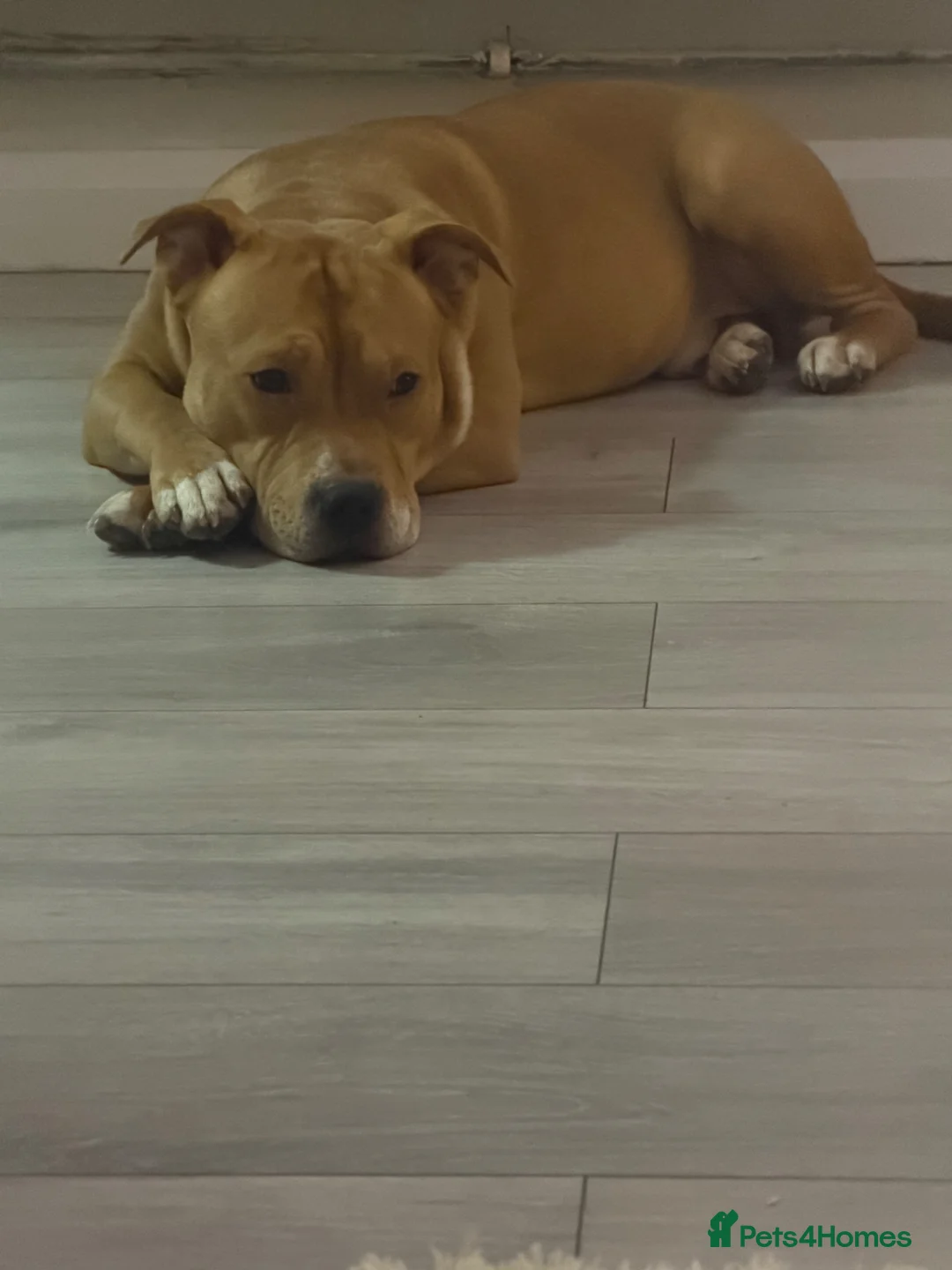 Mixed Breed dogs for sale: Apollo & Simba  - Advert 2