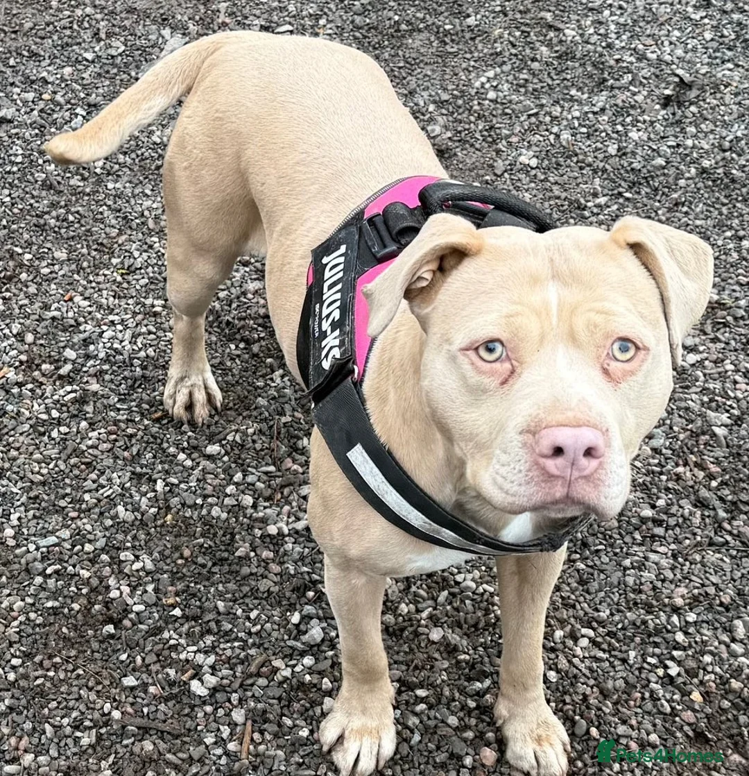 Mixed Breed dogs for sale: Rehoming Ozzy - Dutch Shepherd X  - Advert 2