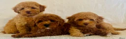 Toy Poodle dogs for sale: Toy poodle puppies  in Wakefield - Advert 24