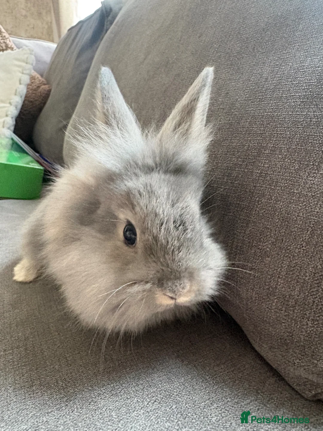 Mixed Breed rabbits for sale: Rex cross lions head rabbits  - Advert 2