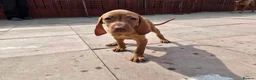 Hungarian Vizsla dogs for sale: Beautiful Hungarian Vizsla Puppies - Advert 6