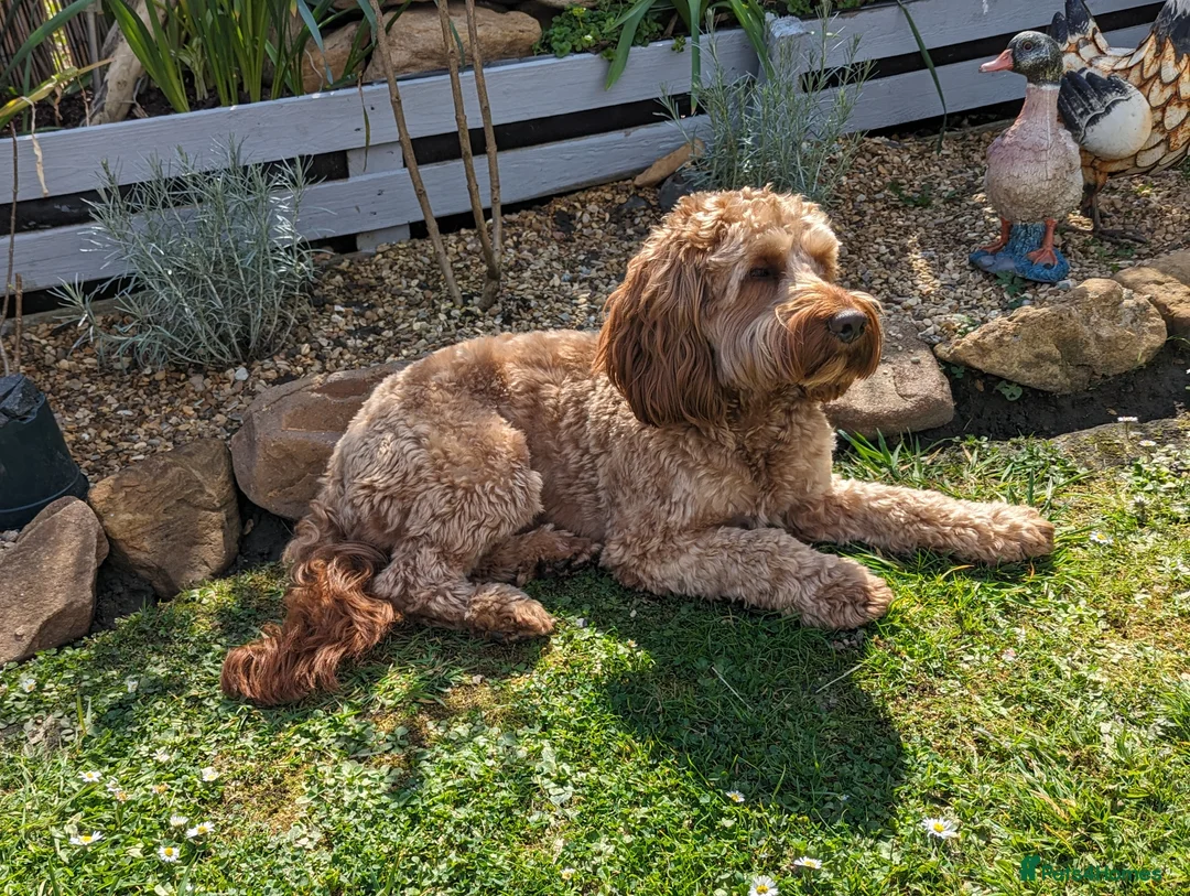 Cockapoo dogs for stud: 100% Proven F1 Fox Red Cockapoo, Stud only in Kirkcaldy - Advert 4