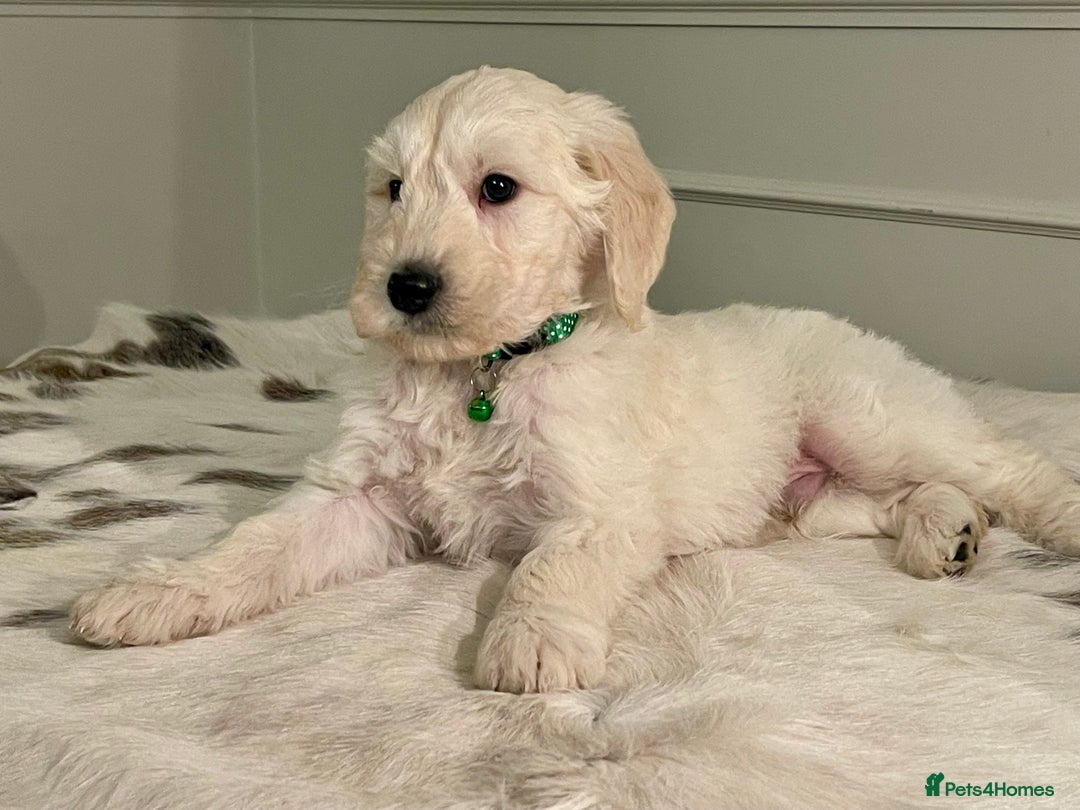 Goldendoodle dogs for sale: Stunning Goldendoodle puppies - Image 12