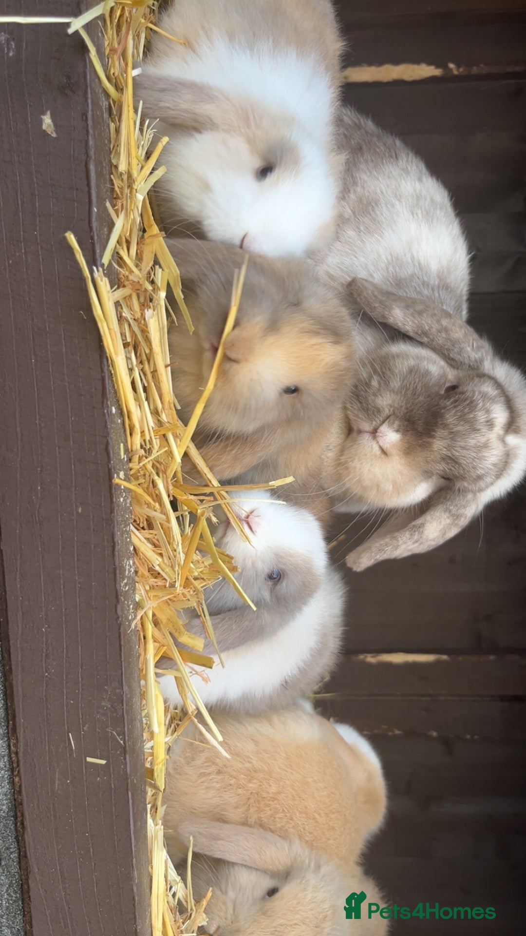 Mini Lop rabbits for sale: Gorgeous mini lop pure bred  - Advert 8