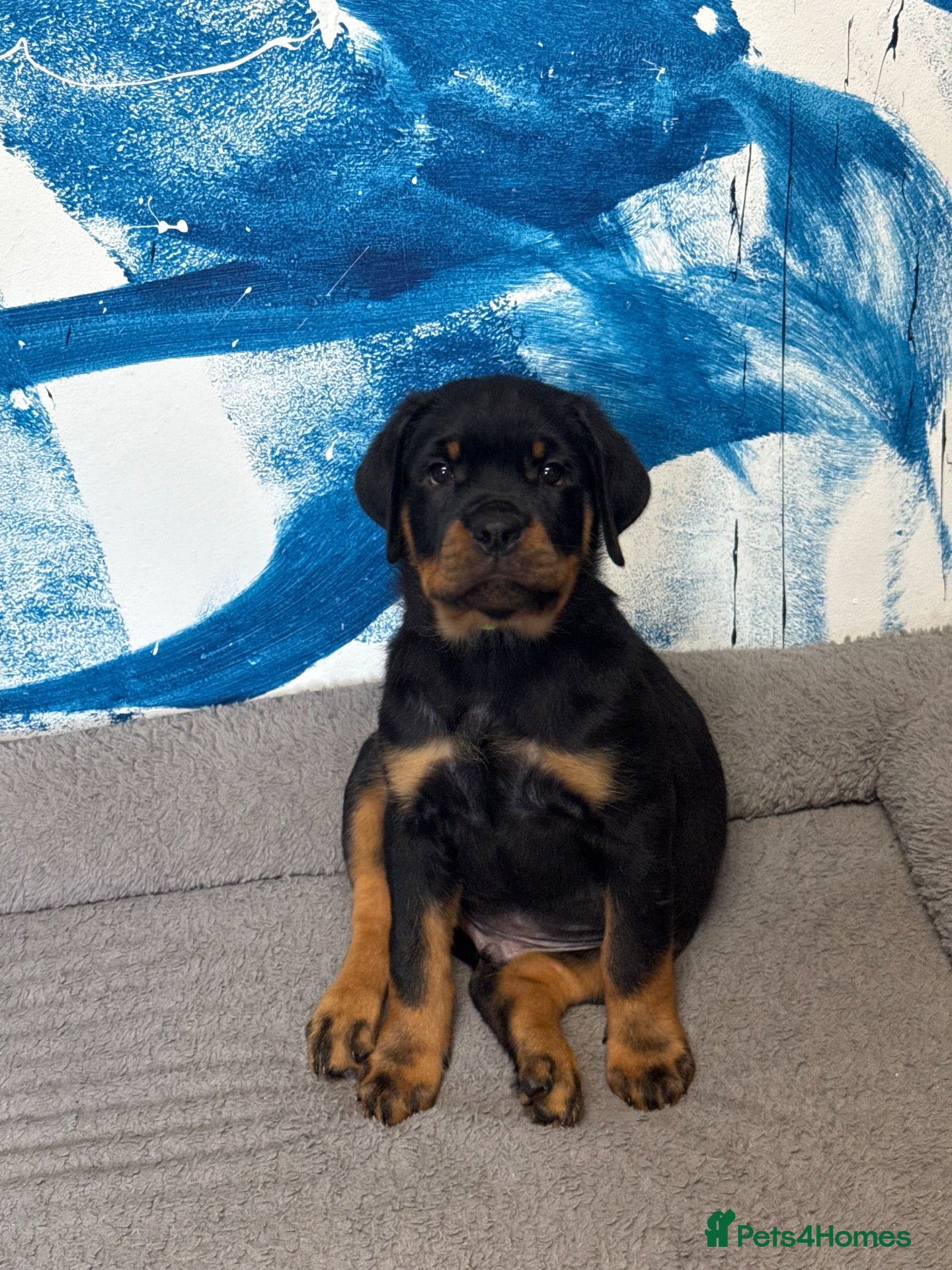 Rottweiler dogs Two Outstanding Males Ready To Leave Now - Advert 2