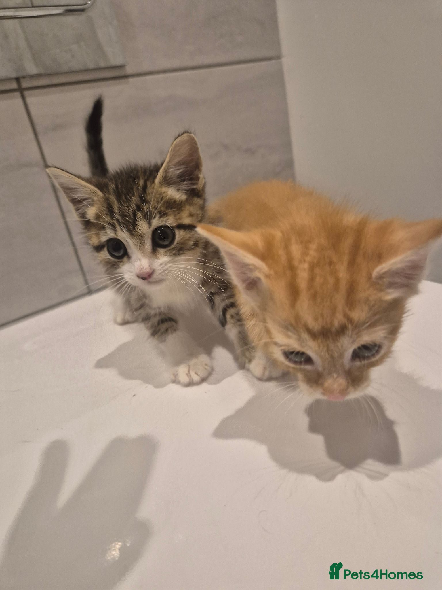 Mixed Breed cats (AVAILABLE) Please read description!! 2 adorable - Advert 1