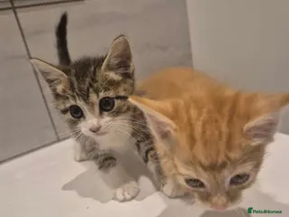 Mixed Breed cats (AVAILABLE) Please read description!! 2 adorable - Advert 1