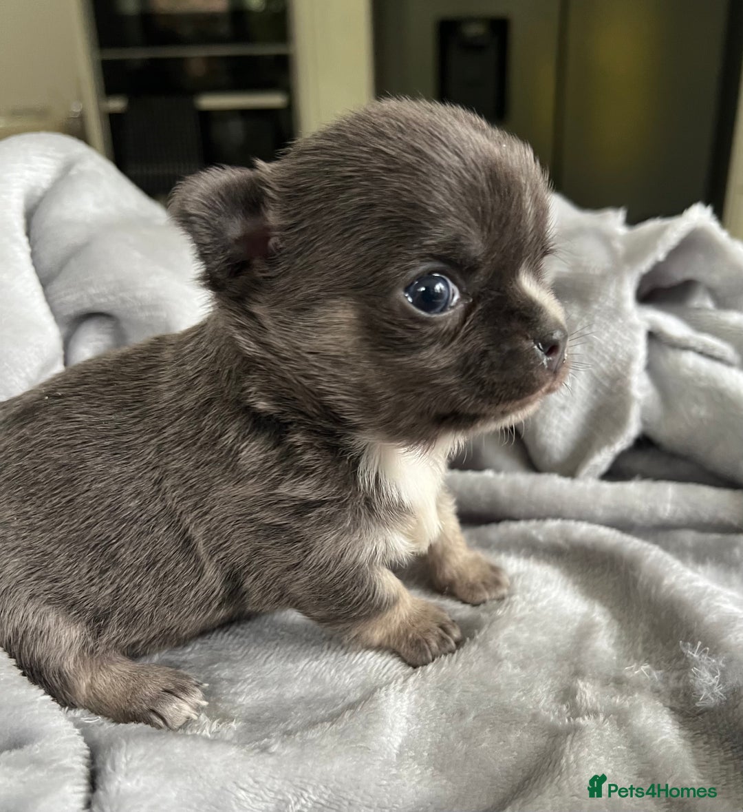 Chihuahua dogs for sale: Stunning top quality long haired Chihuahuas - Advert 1