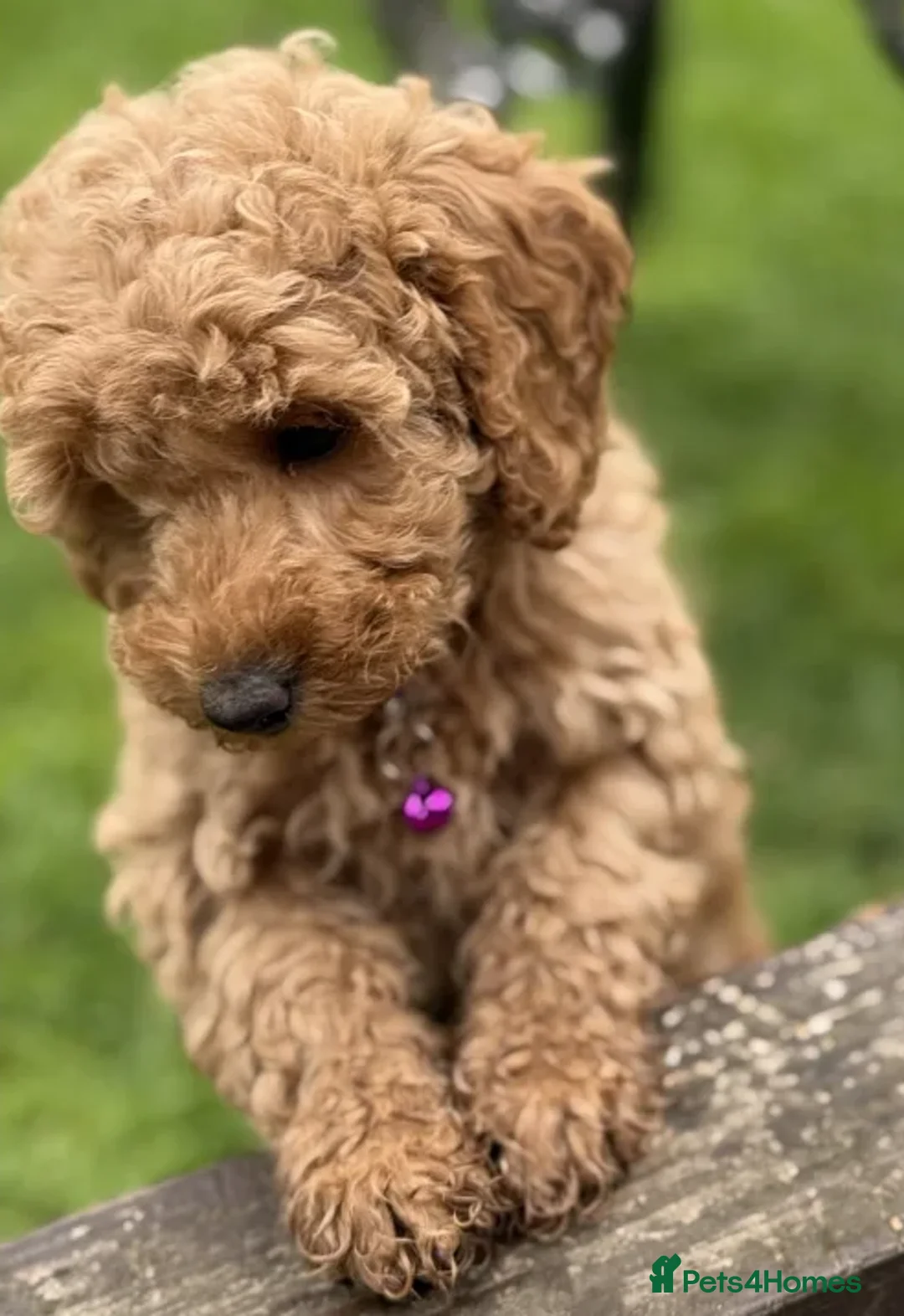 Cockapoo dogs for sale: Smart, Sweet & Snuggly-Fluffy Cockapoo Cuties - Advert 16