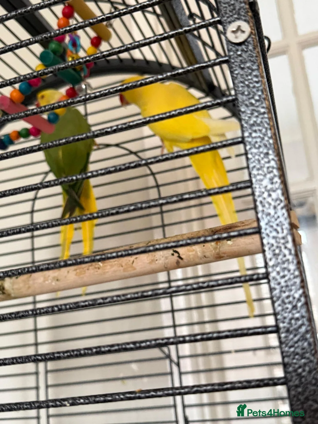 Parakeets birds for sale: Yellow Female and Green/Yellow Male Parrot - Advert 2