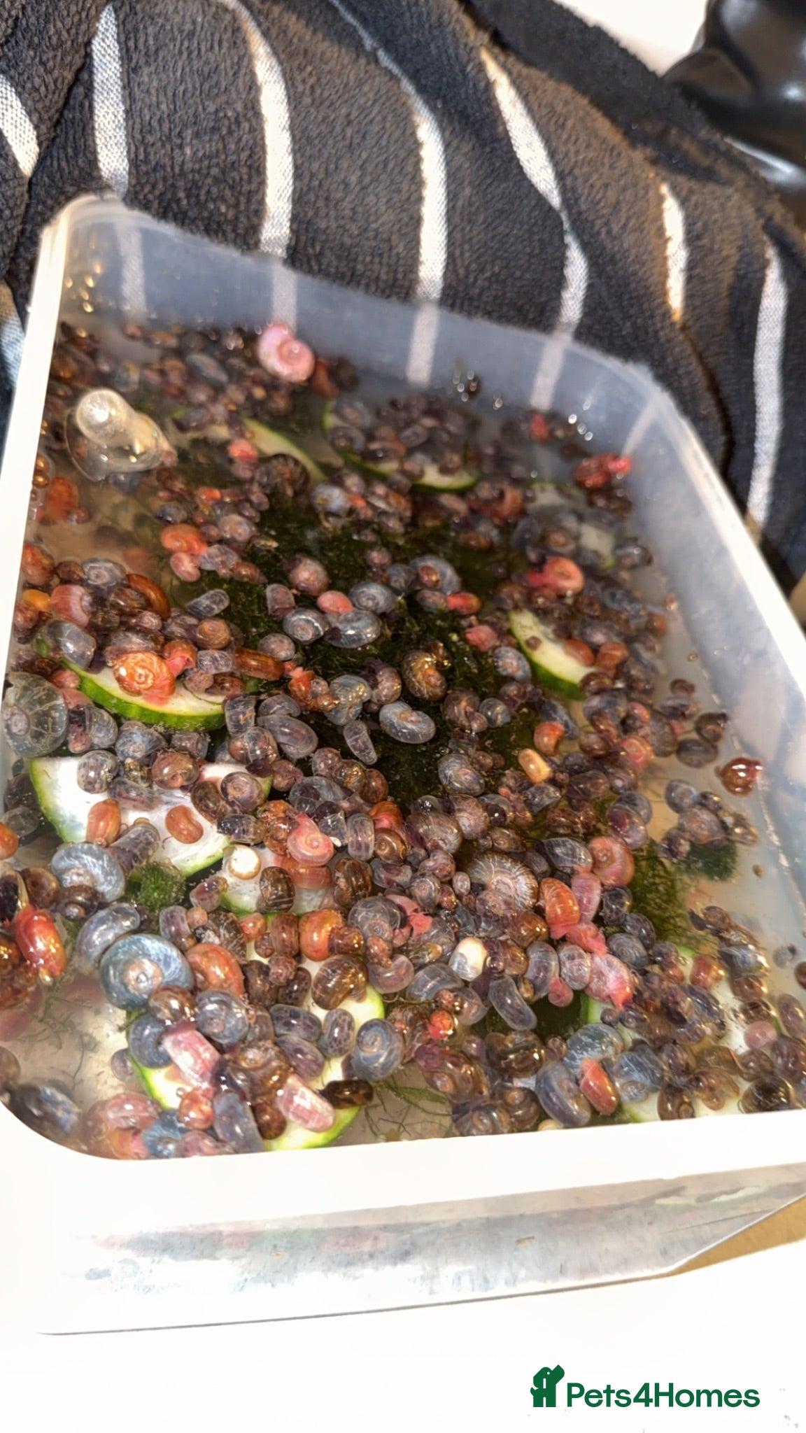 Plecos fish Snails - Advert 19