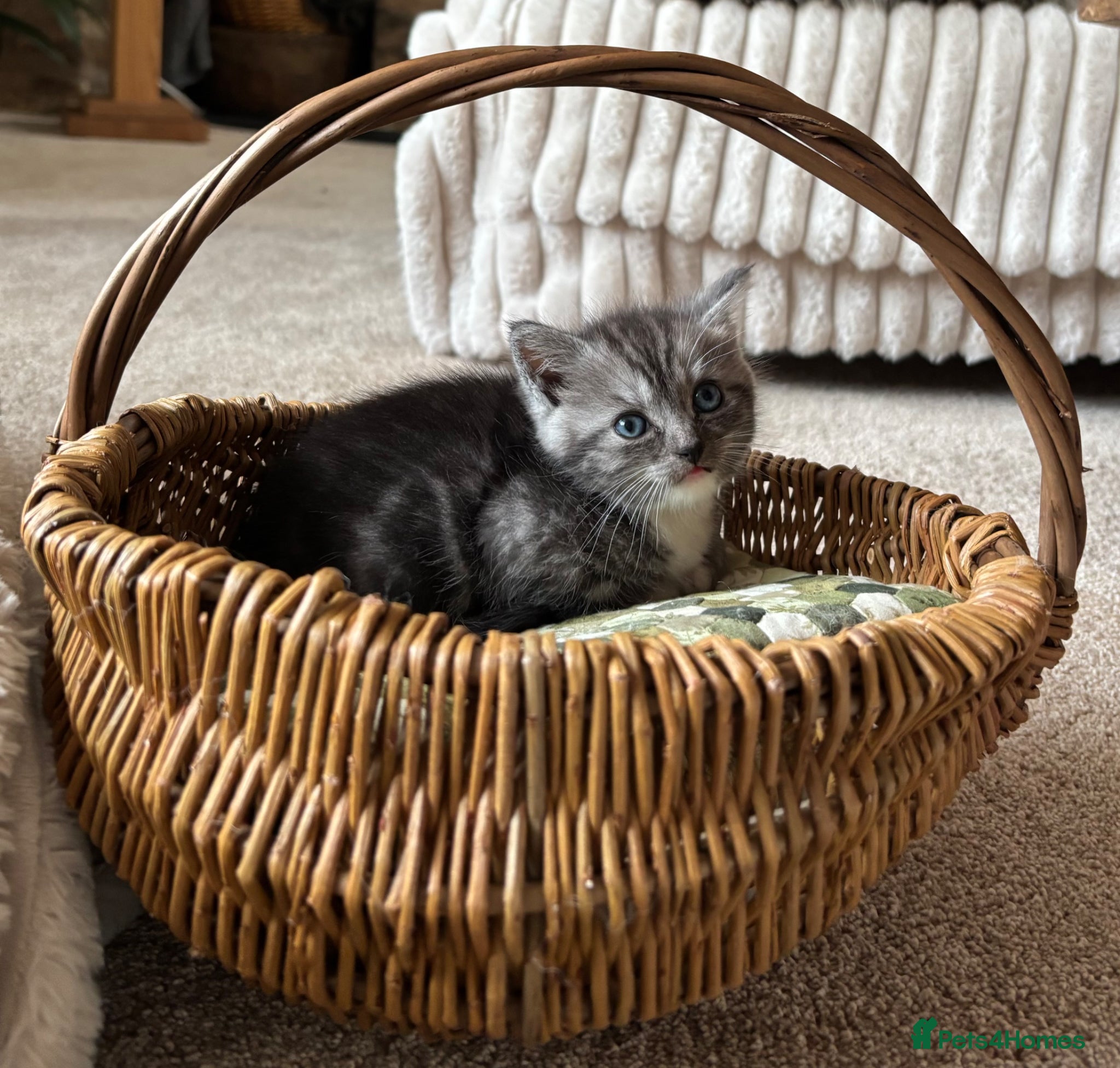 Ragdoll cats for sale: Gorgeous kittens!! - Advert 14