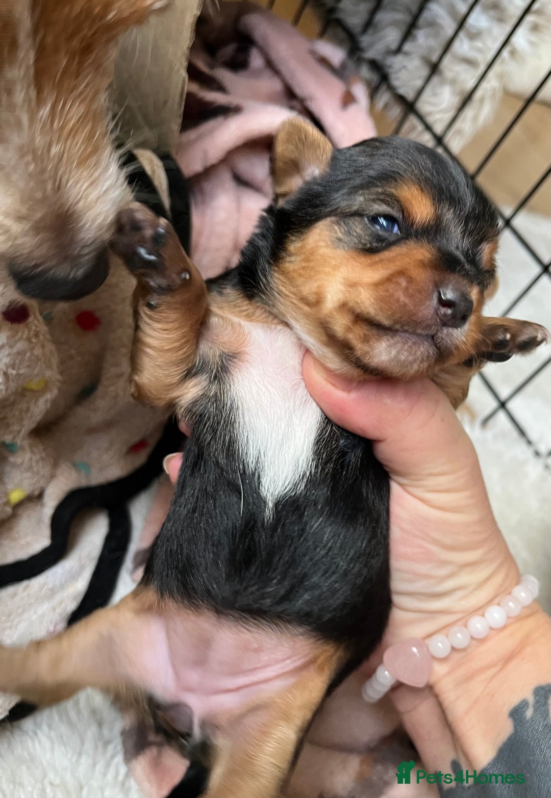 Mixed Breed dogs for sale: Jackawawa puppies 🐾💙1 boy left 💙🐾 - Image 9