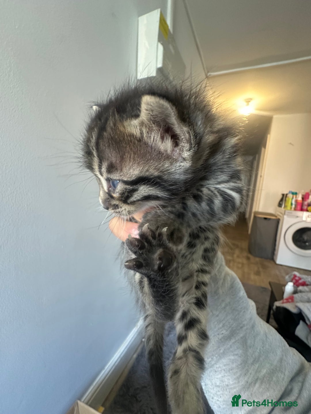 Bengal cats for sale: Silver Purebreed Bengals - Advert 3