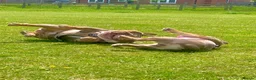 English Bulldog dogs for sale: Two Tru colour English bulldogs - Advert 6