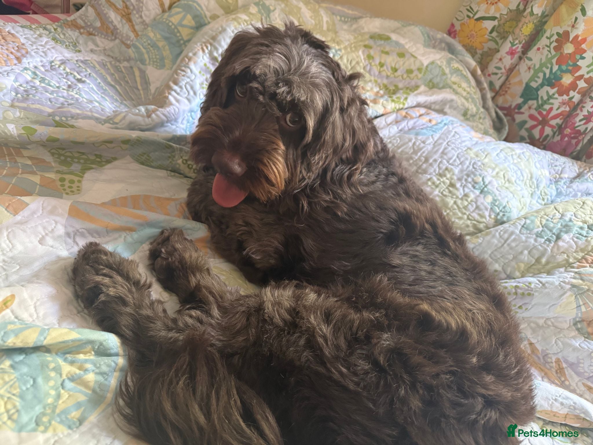 Cockapoo dogs Chocolate F1 Cockerpoo - Advert 1