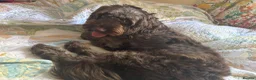 Cockapoo dogs for sale: Chocolate F1 Cockerpoo - Advert 1