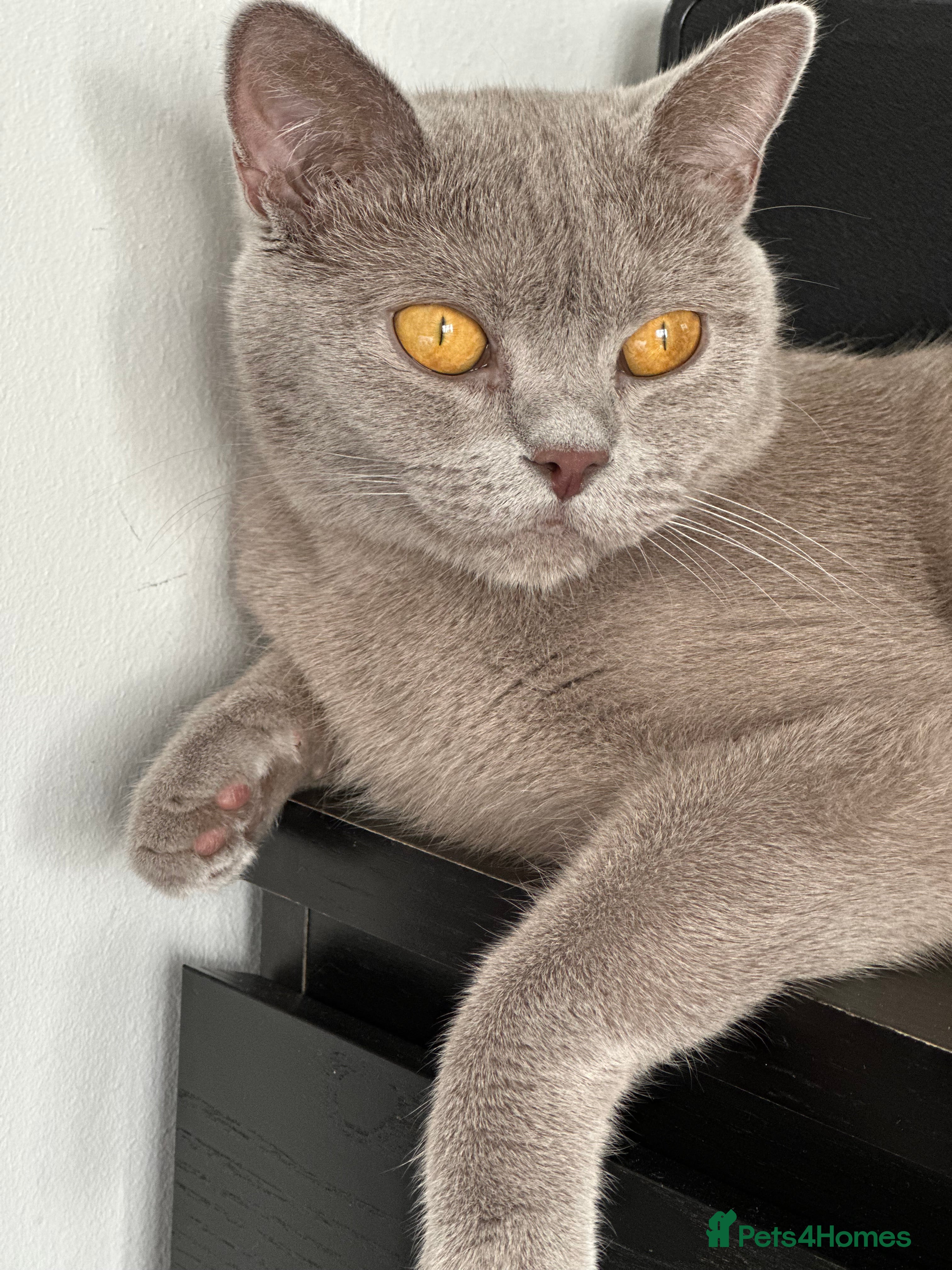 British Shorthair cats Adorable GCCF BSH Girls Looking for Loving Homes - Advert 2