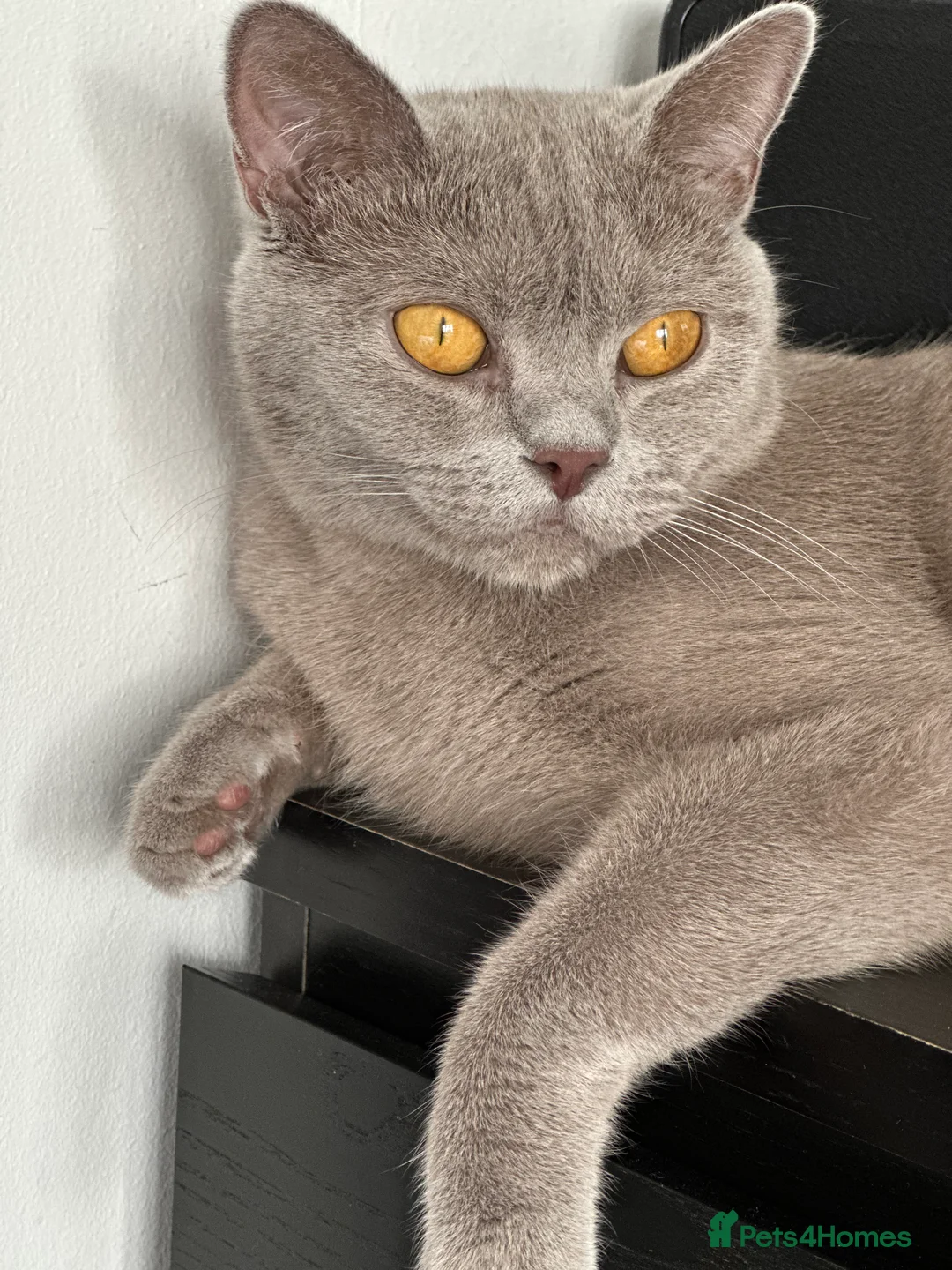 British Shorthair cats for sale: Adorable GCCF BSH Girls Looking for Loving Homes - Advert 2