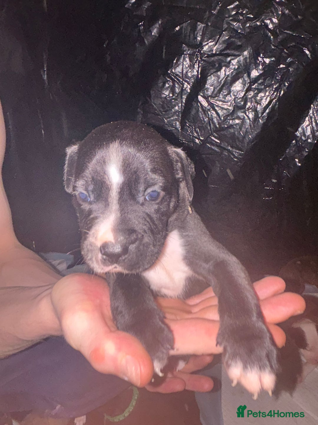Mixed Breed dogs for sale: American bull staff - Image 15