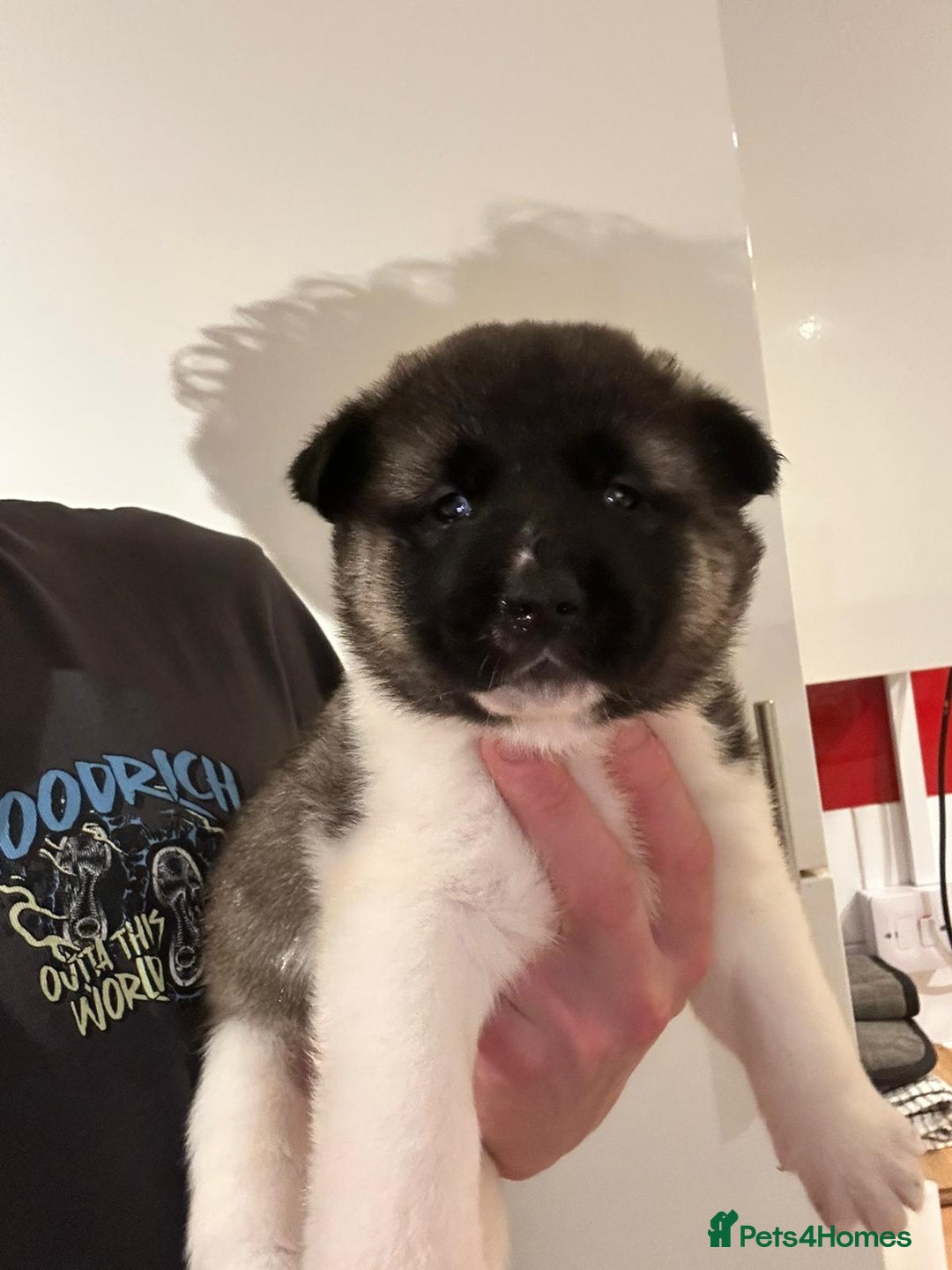 Akita dogs for sale: Beautiful puppy akita - Advert 10