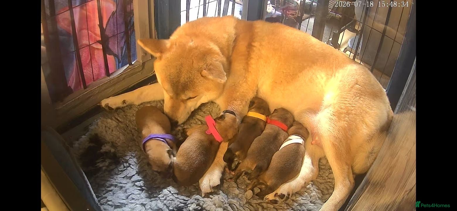 Japanese Shiba Inu dogs 5 Beautiful Shiba puppies looking for their home - Advert 14
