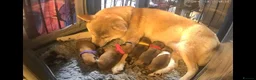 Japanese Shiba Inu dogs for sale: 5 Beautiful Shiba puppies looking for their home - Advert 1