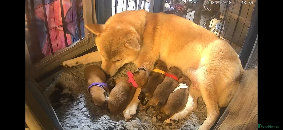 Japanese Shiba Inu dogs for sale: 5 Beautiful Shiba puppies looking for their home - Advert 1