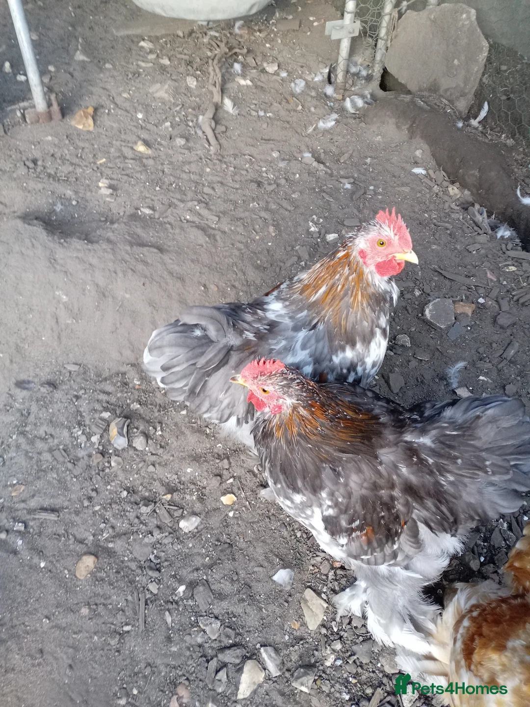 Chickens poultry for sale: Mixed Colour Pekin Cockerels - Advert 2