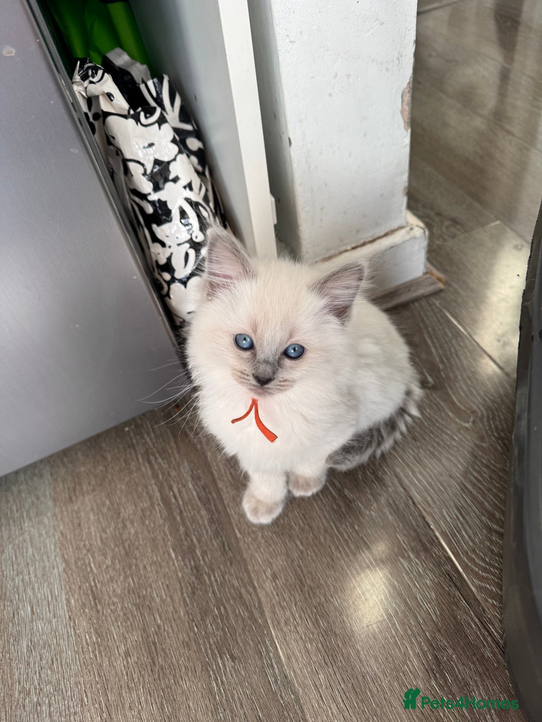 Ragdoll cats for sale: Ragdoll kitten - Advert 8