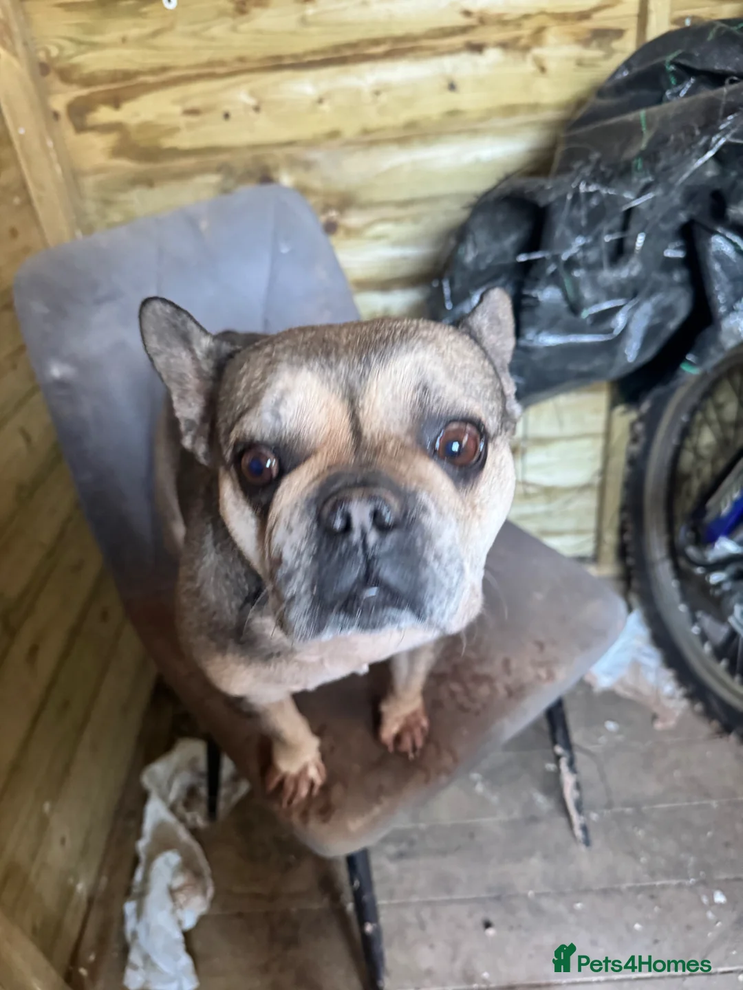 French Bulldog dogs for sale: Tilly 6 year old French bulldog  - Advert 2