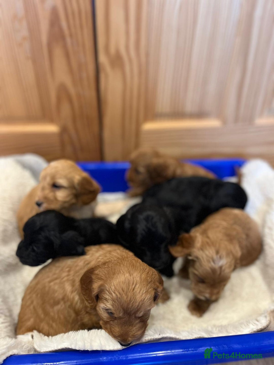Cockapoo dogs for sale: Tiny cockapoo puppies - Advert 8