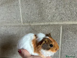 Guinea Pig rodents Two boys looking for their forever home!! - Advert 8