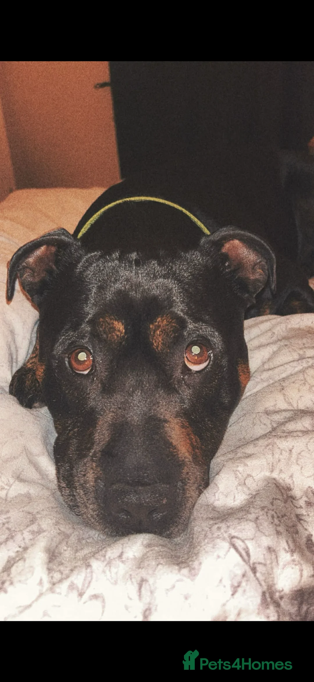 Staffordshire Bull Terrier dogs for sale: Staffordshire bull terrier - Advert 4