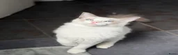 Ragdoll cats for sale: Ragdoll Male Kitten in Stoke-on-Trent - Advert 6