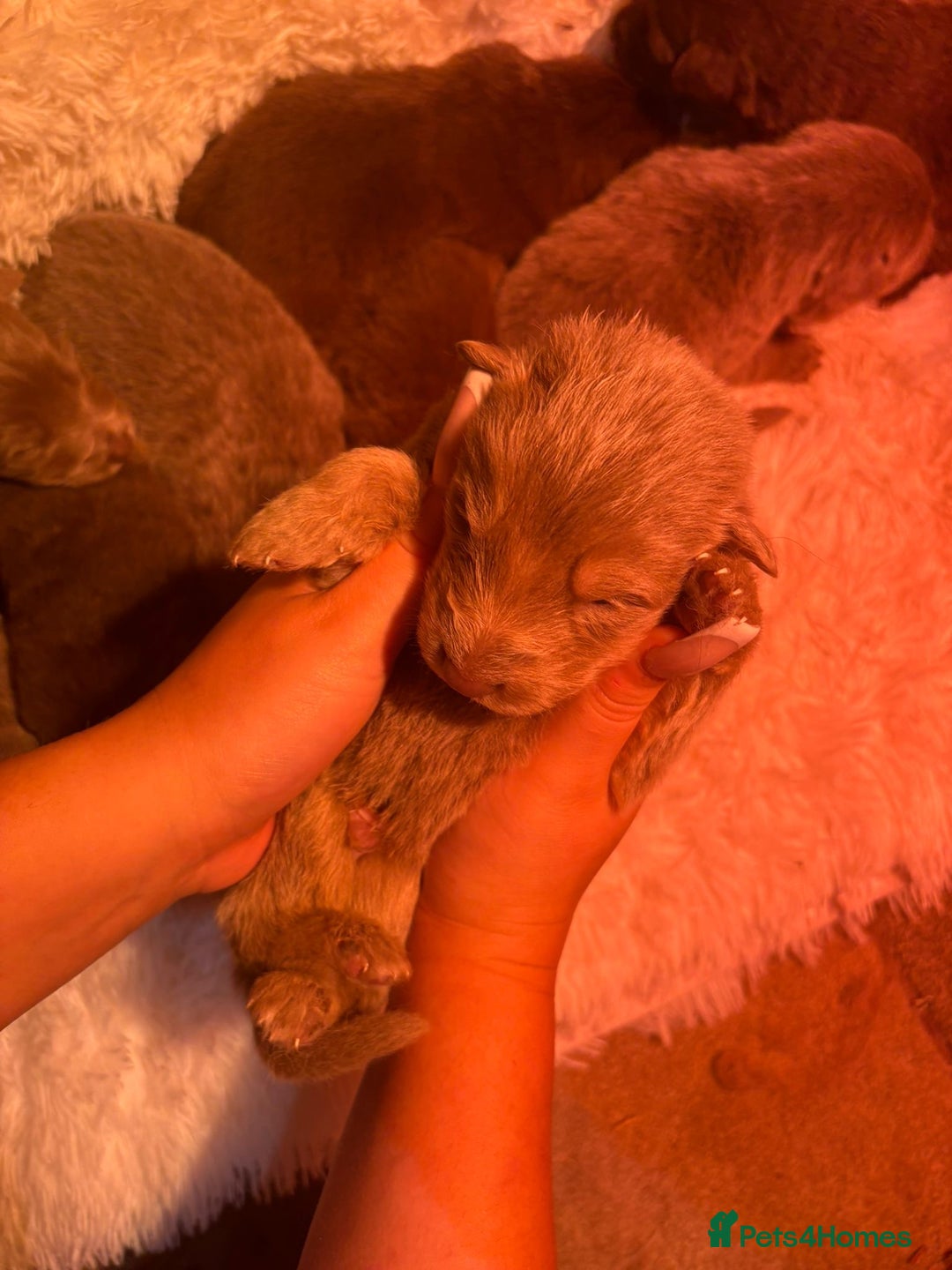 German Shepherd dogs for sale: Working KC GSD German shepherd puppies  - Image 36