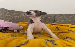 Whippet dogs for sale: Beautiful whippet puppies ready soon - Image 2