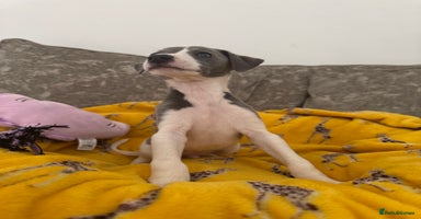 Whippet dogs - Advert 8